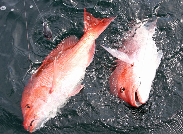 Extra Season for Red Snapper Expected