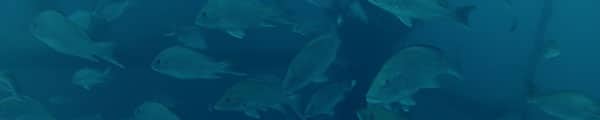 Red Snapper More Prolific Than Thought