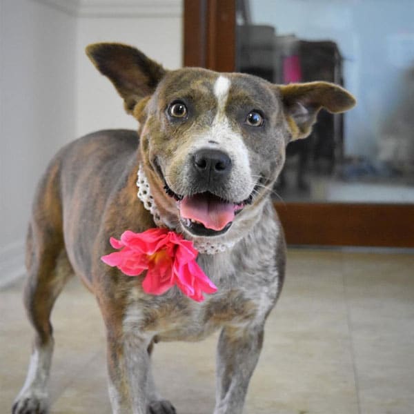 Woofstock Fundraiser Set for October 24