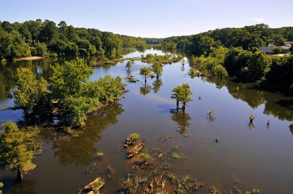 Forestry Foundation Gets Grant For South Alabama