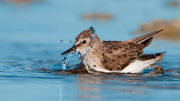 State Buys Dauphin Island West End For Conservation