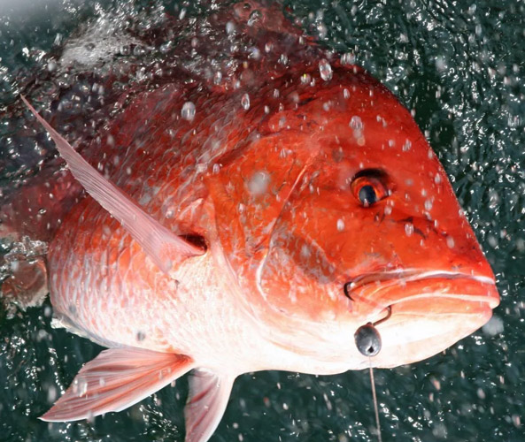 Second Snapper Season Starts Today