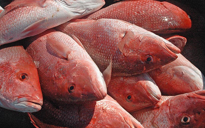 Red Snapper Season To Close December 27