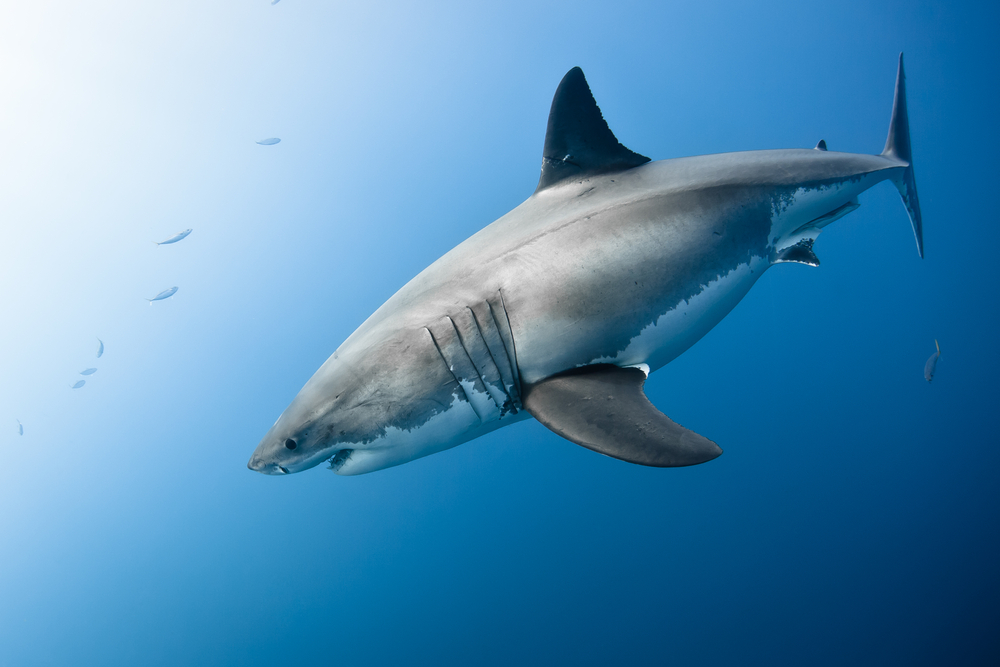Wiese Lecture to Focus on Great Whites