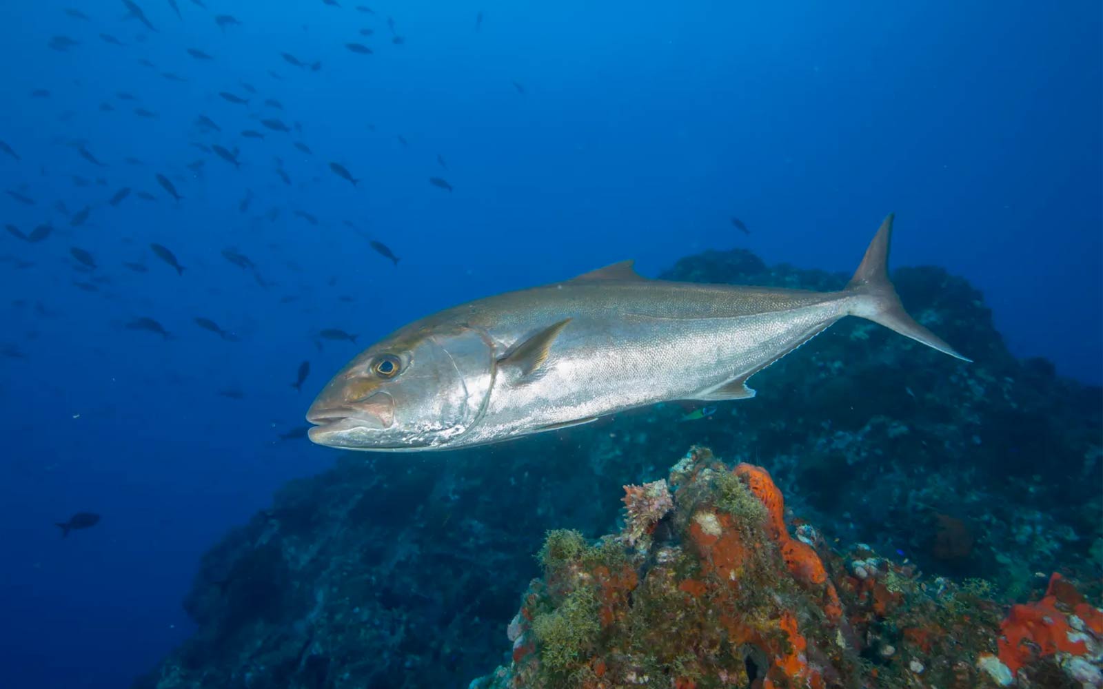 Greater Amberjack Study Underway
