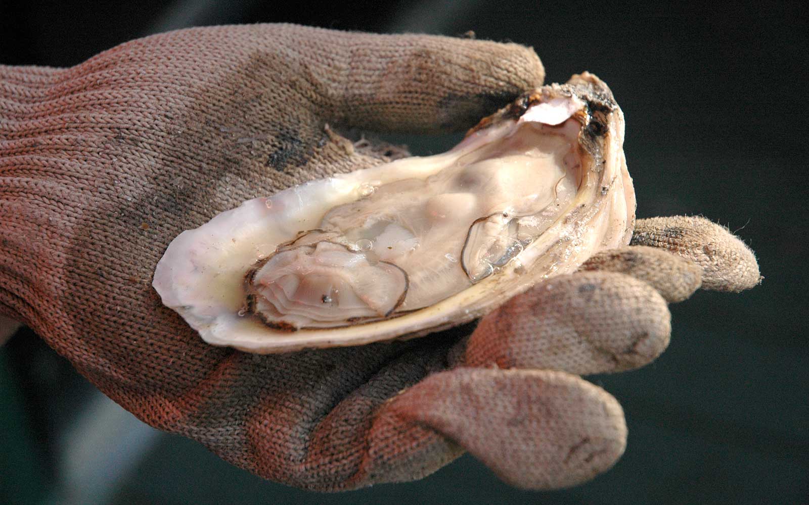 Oyster Community Meeting Coming Up
