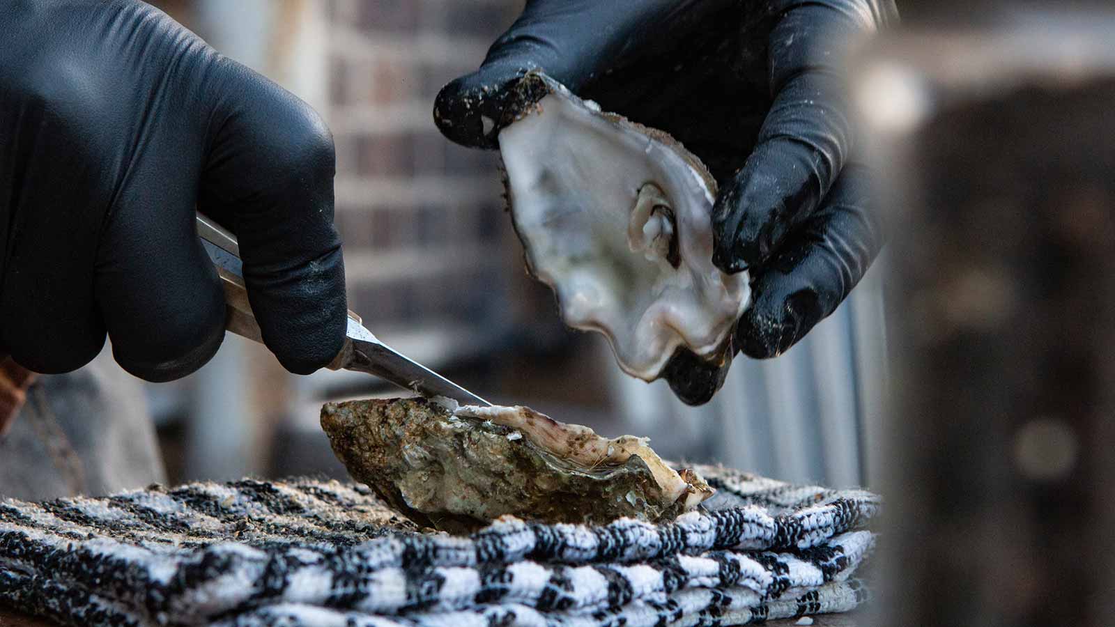 Oyster Harvest Opens October 3