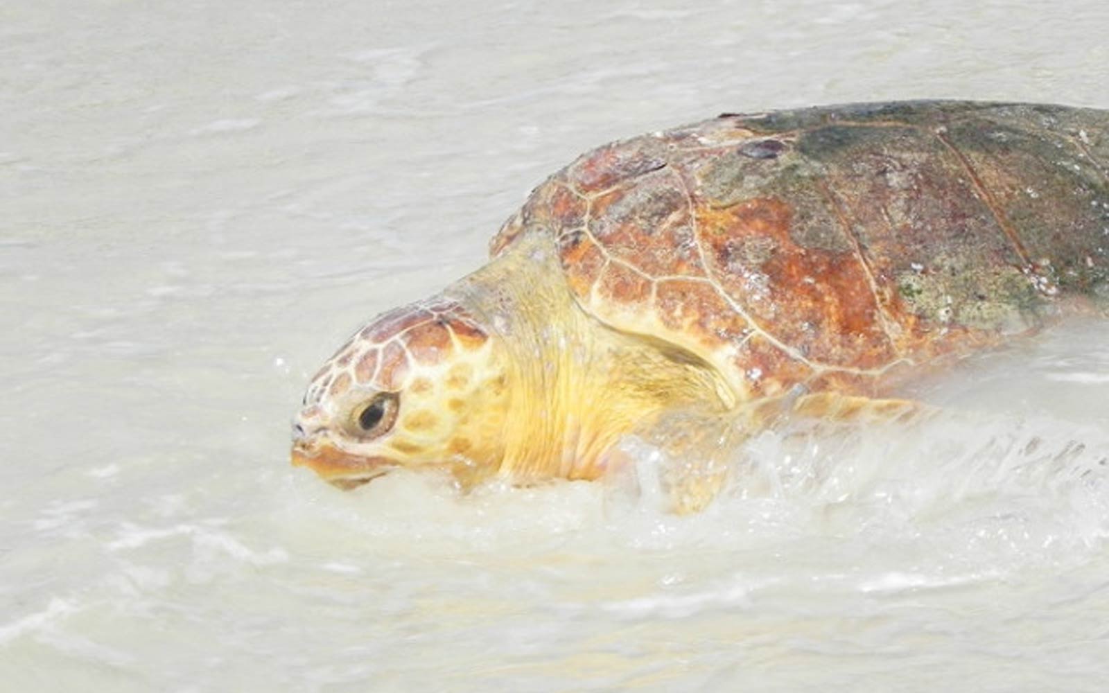 Turtle Fest This Weekend