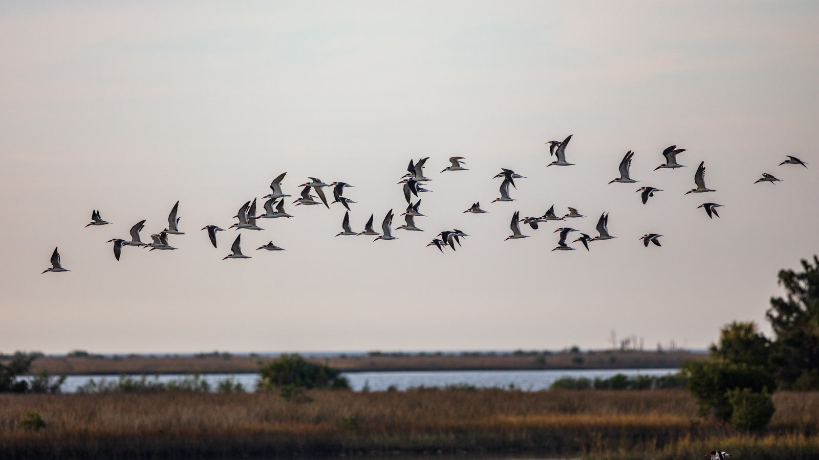 Birdfest Set For October