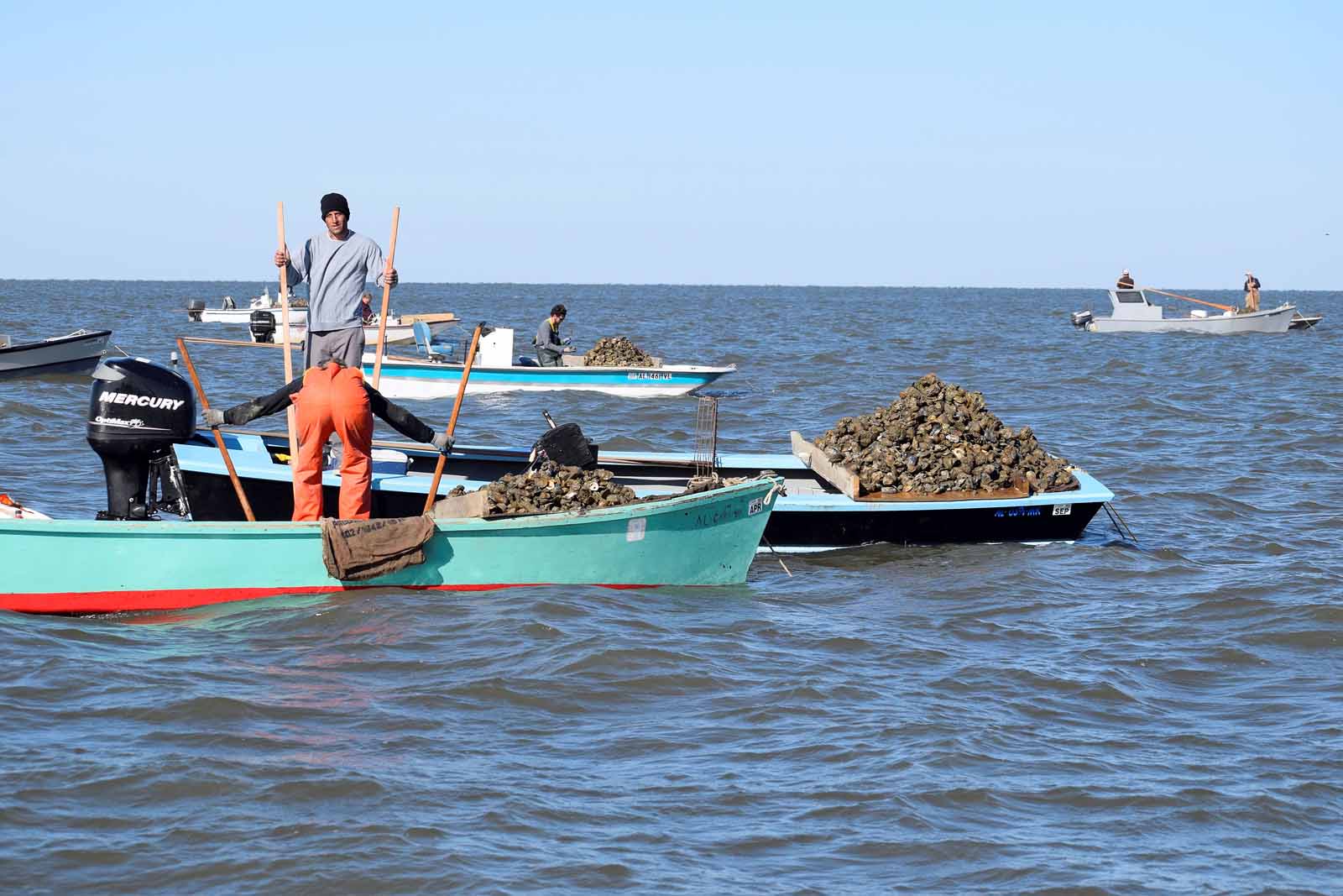 Oyster Harvest Opens October 2
