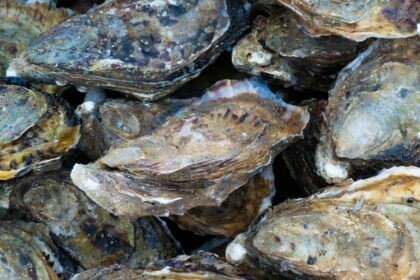 OYSTER GARDENING TARGET OF MBG EVENT