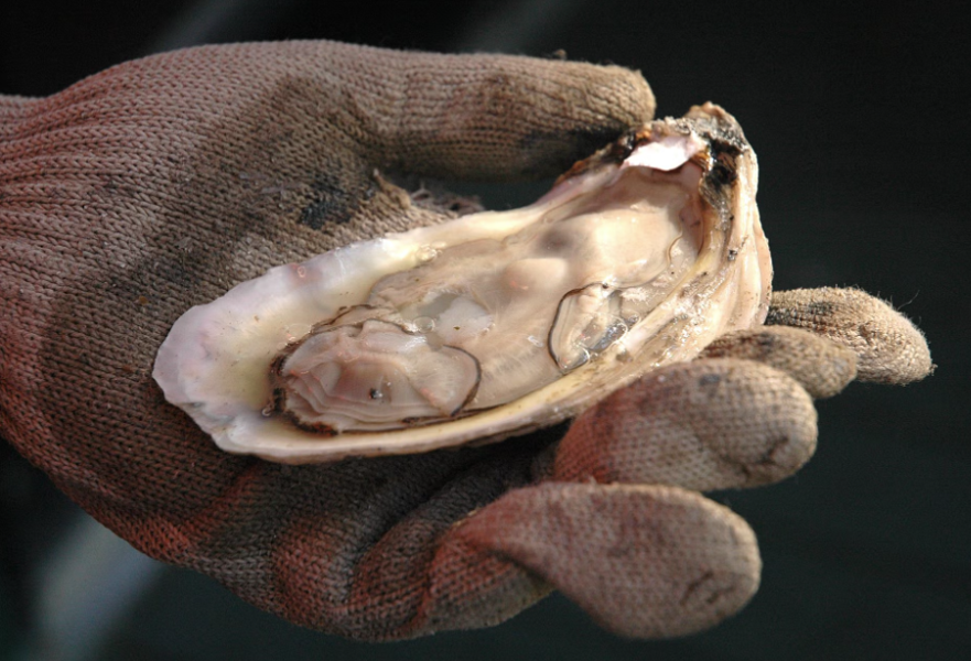 OYSTER SEASON CLOSES DECEMBER 31