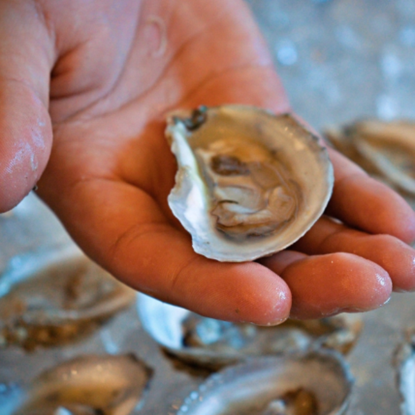 OYSTER BALL SET FOR OCTOBER 25_