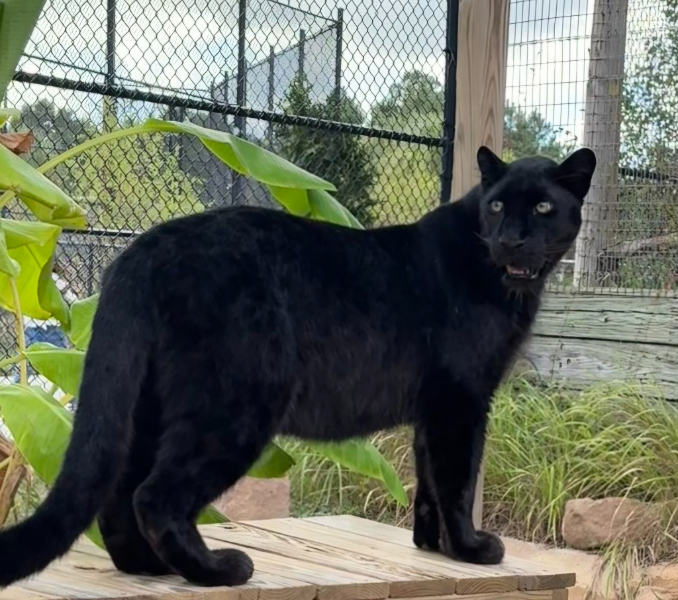 RARE LEOPARD ARRIVES AT GULF COAST ZOO