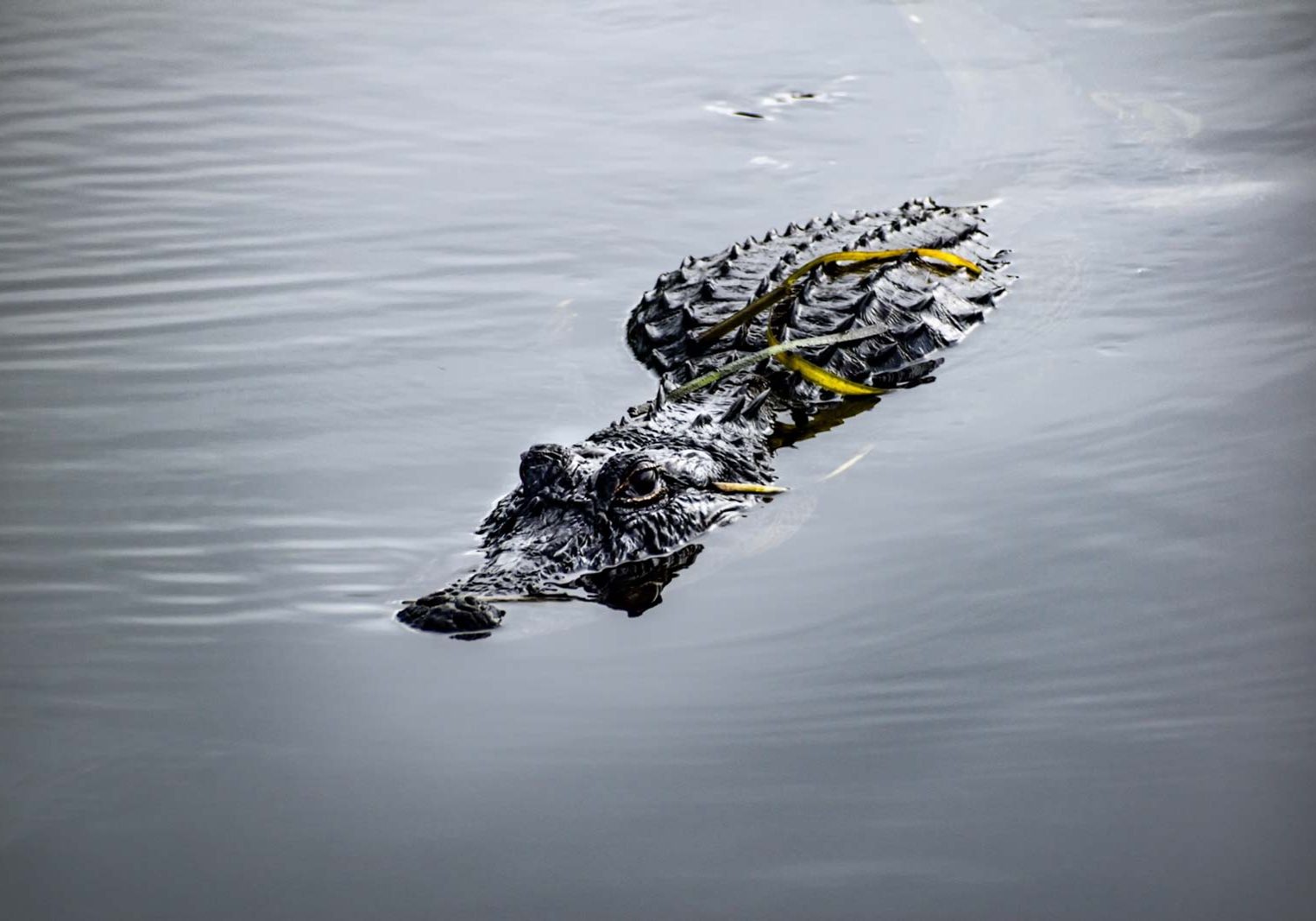 ADCNR Updates On Shrimping, Alligator Harvest