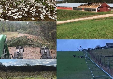 Cotton Crop Suffers From Zeta