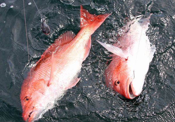 Extra Season for Red Snapper Expected