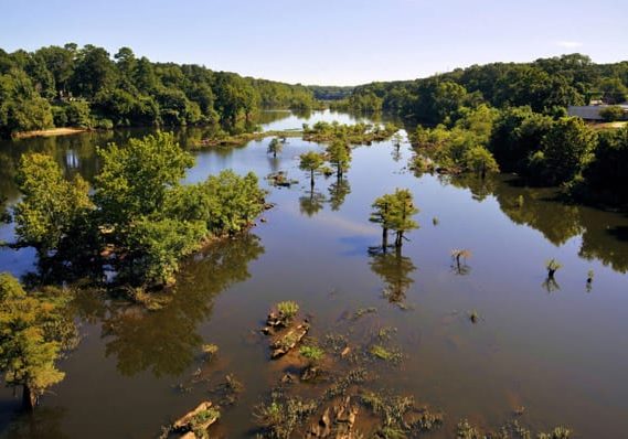 Forestry Foundation Gets Grant For South Alabama