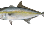 Greater Amberjack Study Team Chosen