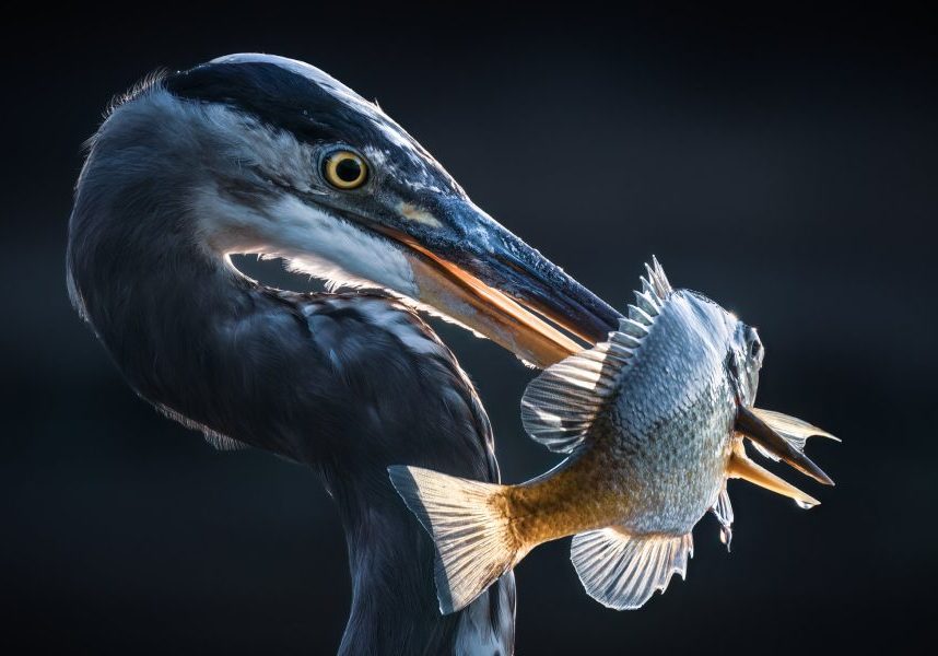 OUTDOOR ALABAMA PHOTO CONTEST OPENS SOON