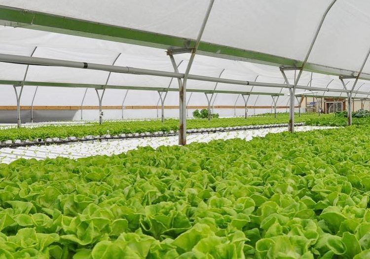 SIRMON FARMS NAMED FARM OF DISTINCTION