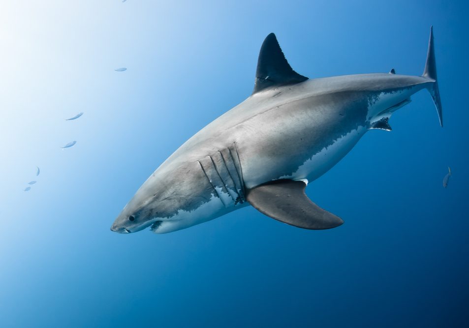 Wiese Lecture to Focus on Great Whites
