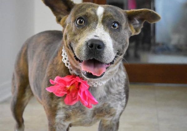 Woofstock Fundraiser Set for October 24