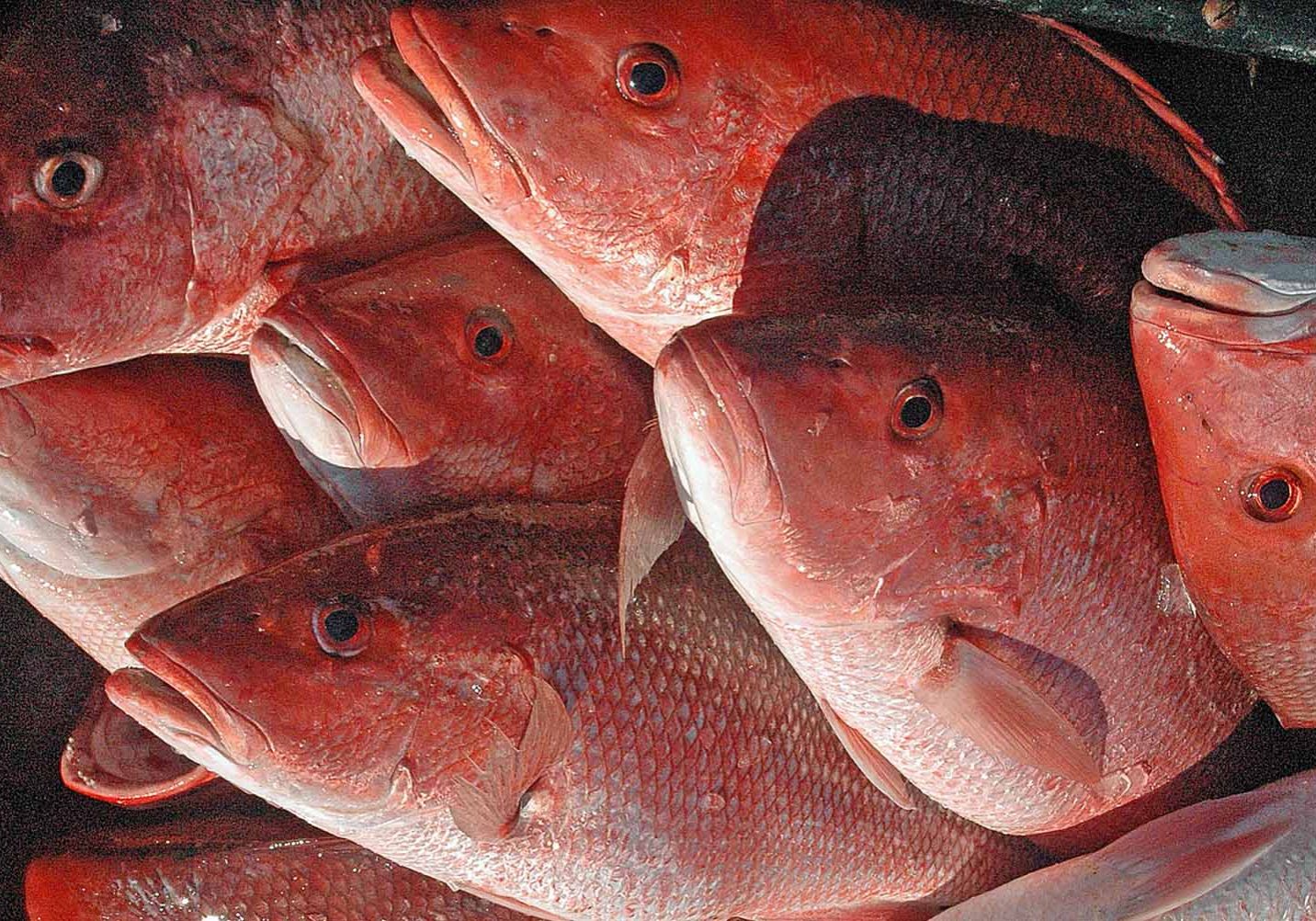 ADCNR Reports Good Snapper Season