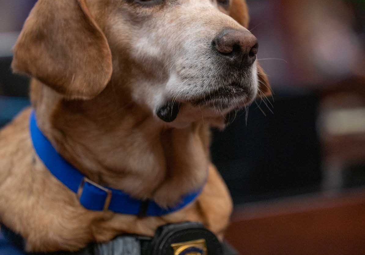 Alabama AGC Official Safety Dog Sworn In As ALEA Trooper K-9