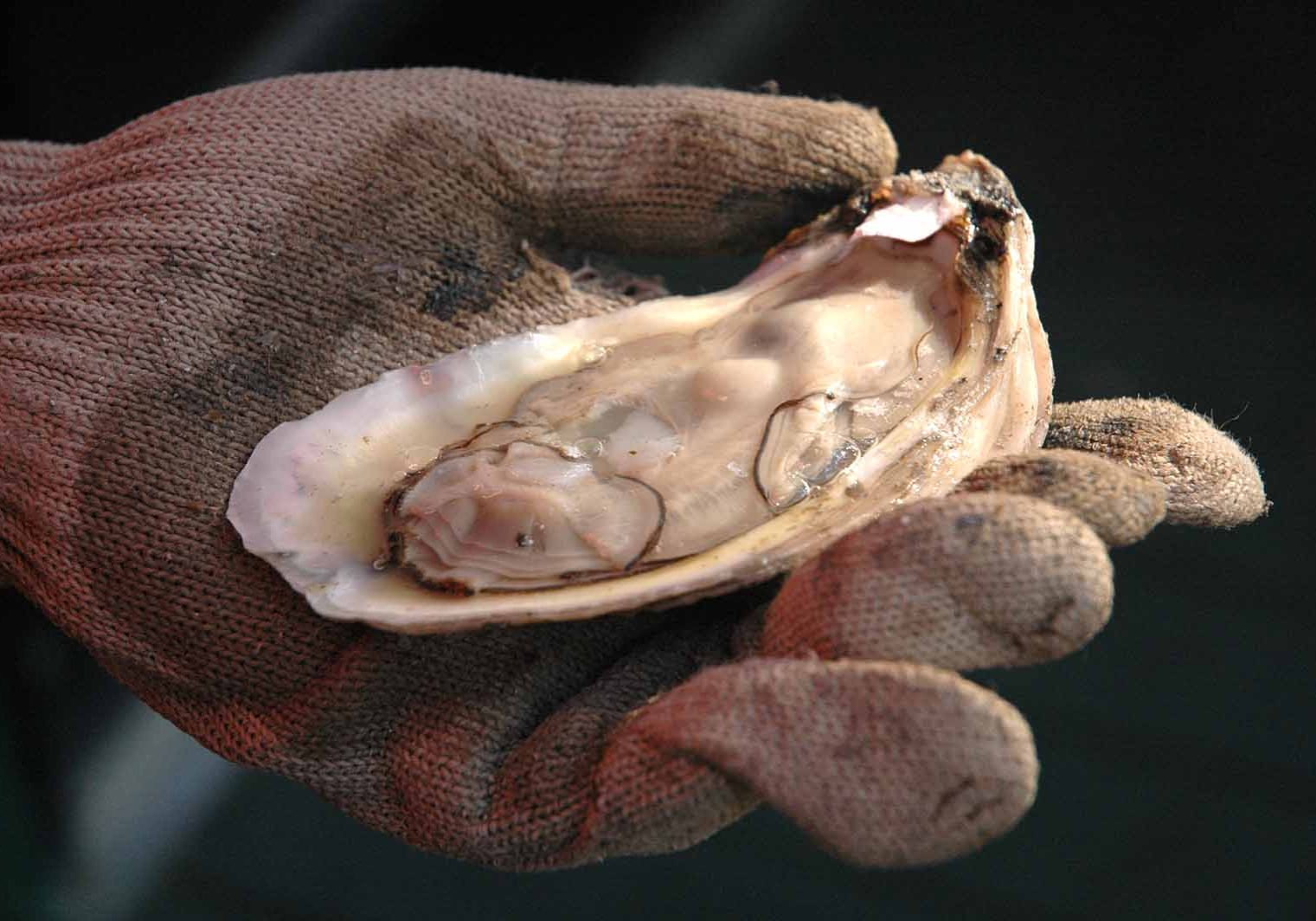 All Oyster Zones To Close Today