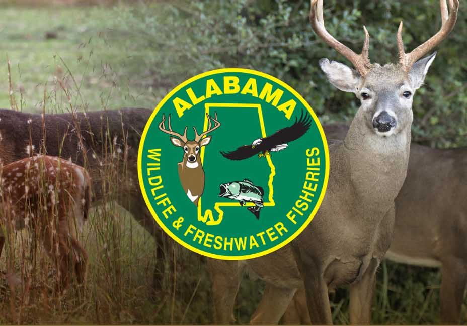 Deer Management Assistance Program Coming To Five Rivers