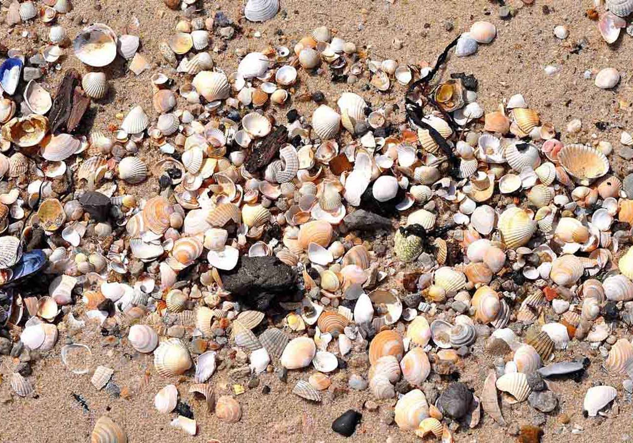 DISL To Host Beach Plastic Exploration And Movie