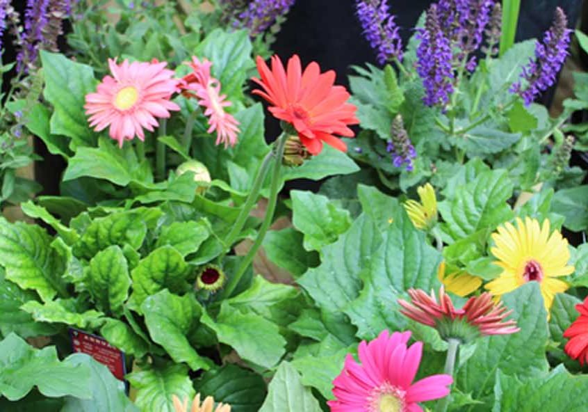 Mobile Botanical Gardens Marketplace Now Open
