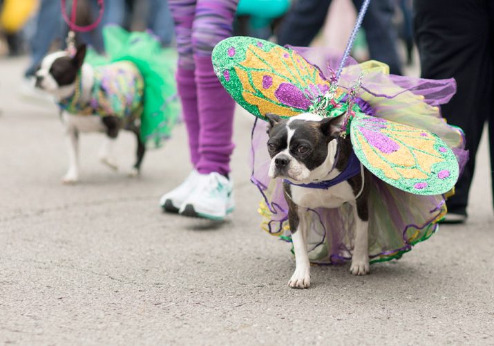 OWA Mardi Gras Events Planned