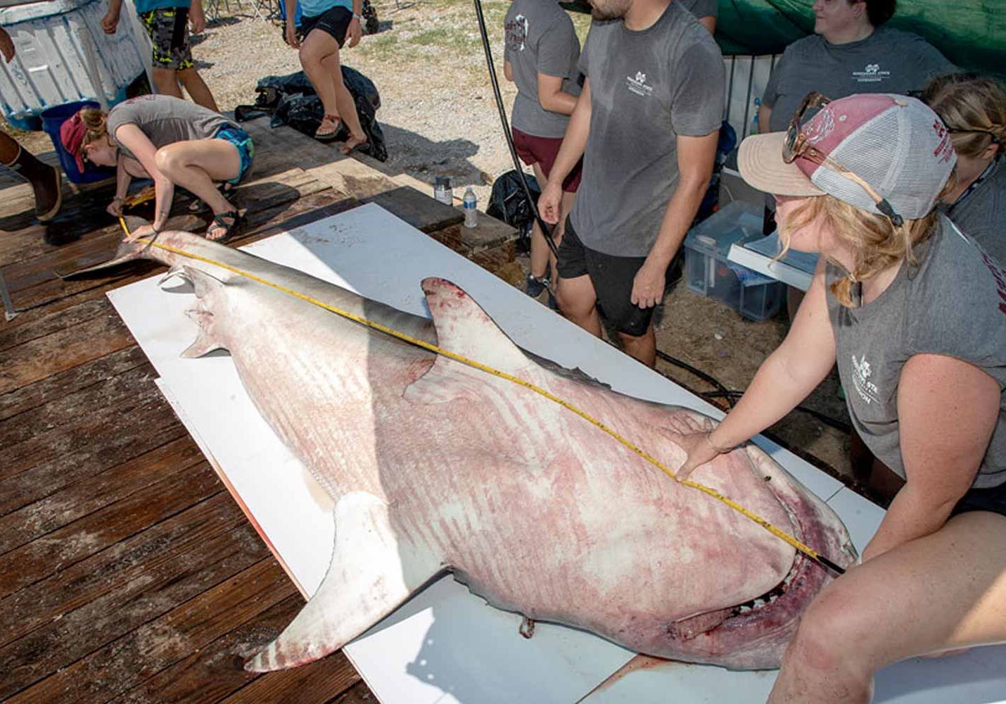 Shark Sampling &ldquo;Rousing Success&rdquo; At Rodeo