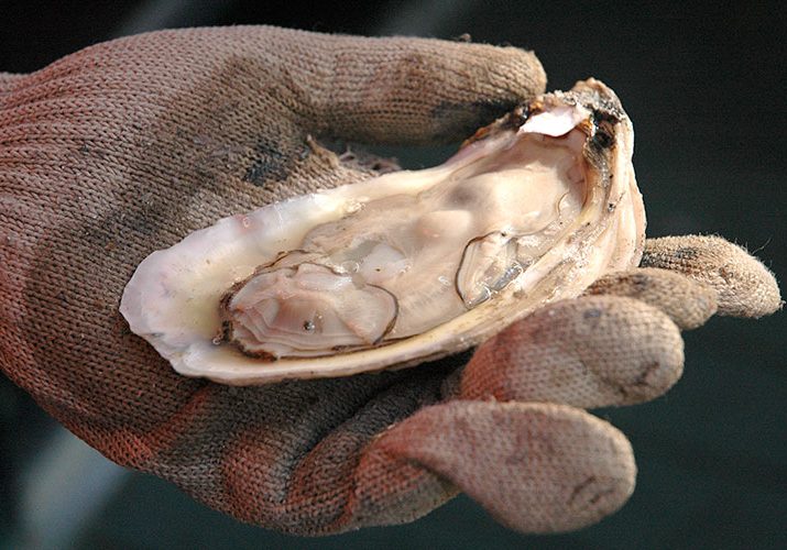 Successful Oyster Harvest Ending