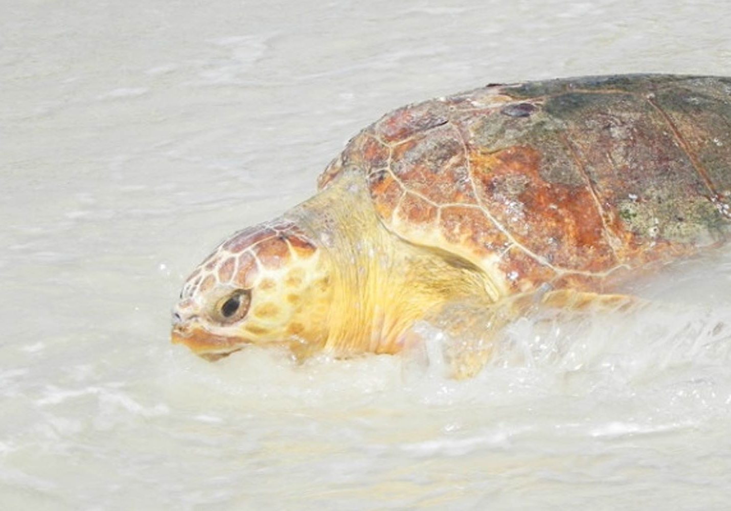 Turtle Fest This Weekend