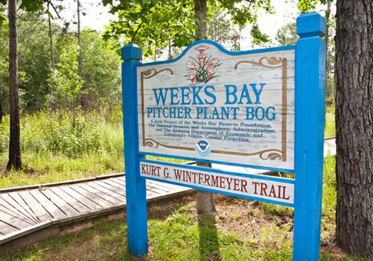Weeks Bay Pitcher Plant Bog Boardwalk